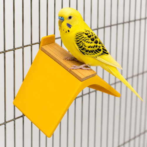 Bird Perch with Wooden Stand | Pack of 2